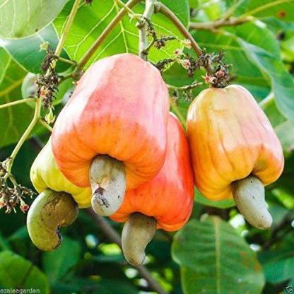 Cashew apple